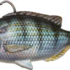 Savage Gear Pulse Tail Pinfish RTF Swimbaits 1 Savage Gear Pulse Tail Pinfish RTF Swimbaits -Fishing Gear Store savage gear pulse tail pinfish rtf swimbaits 24311.1656656571.386.513